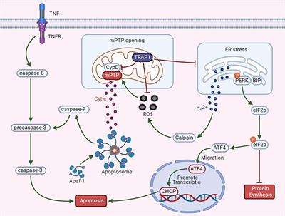 The Mitochondrial Chaperone TRAP1 as a Candidate Target of Oncotherapy